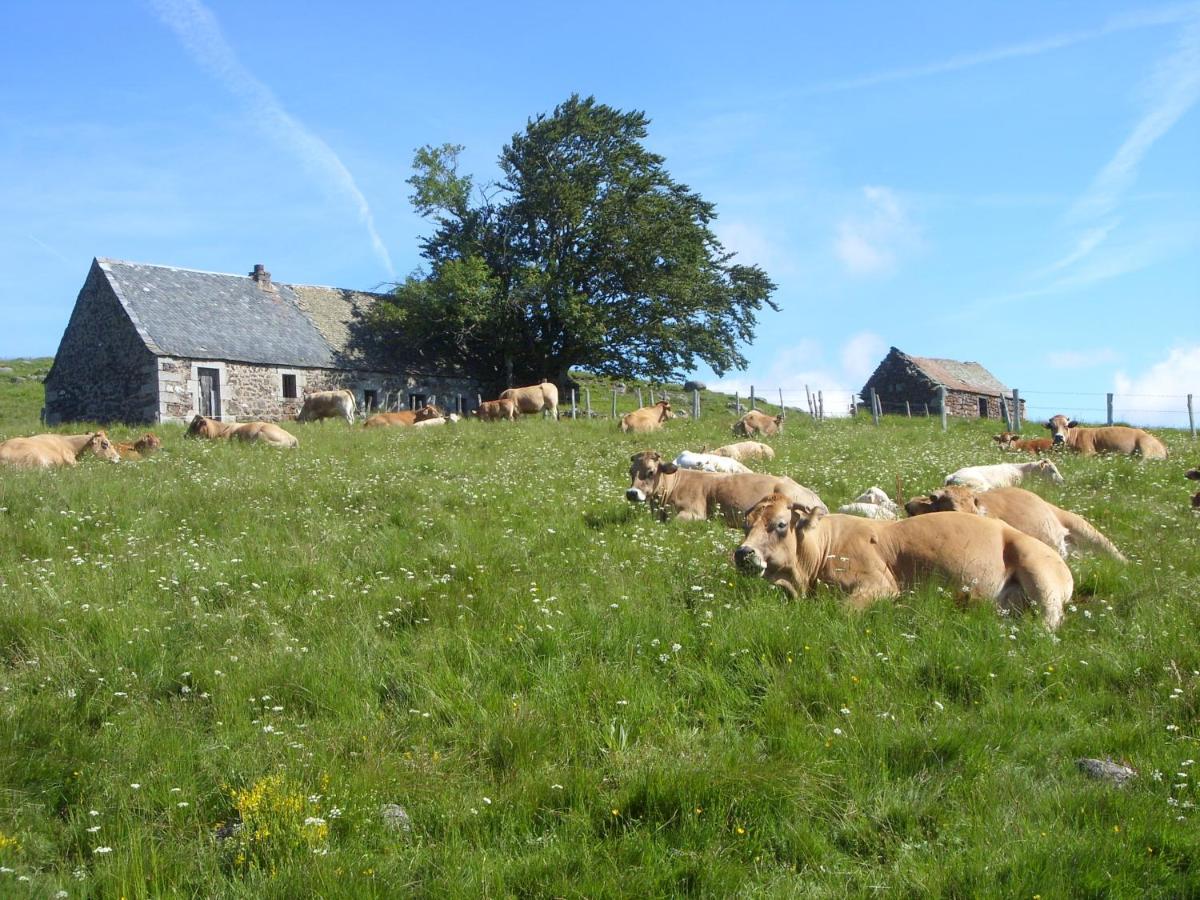 Chambres D'Hotes Le Lepadou-Bas Saint-Chély-dʼAubrac Kültér fotó
