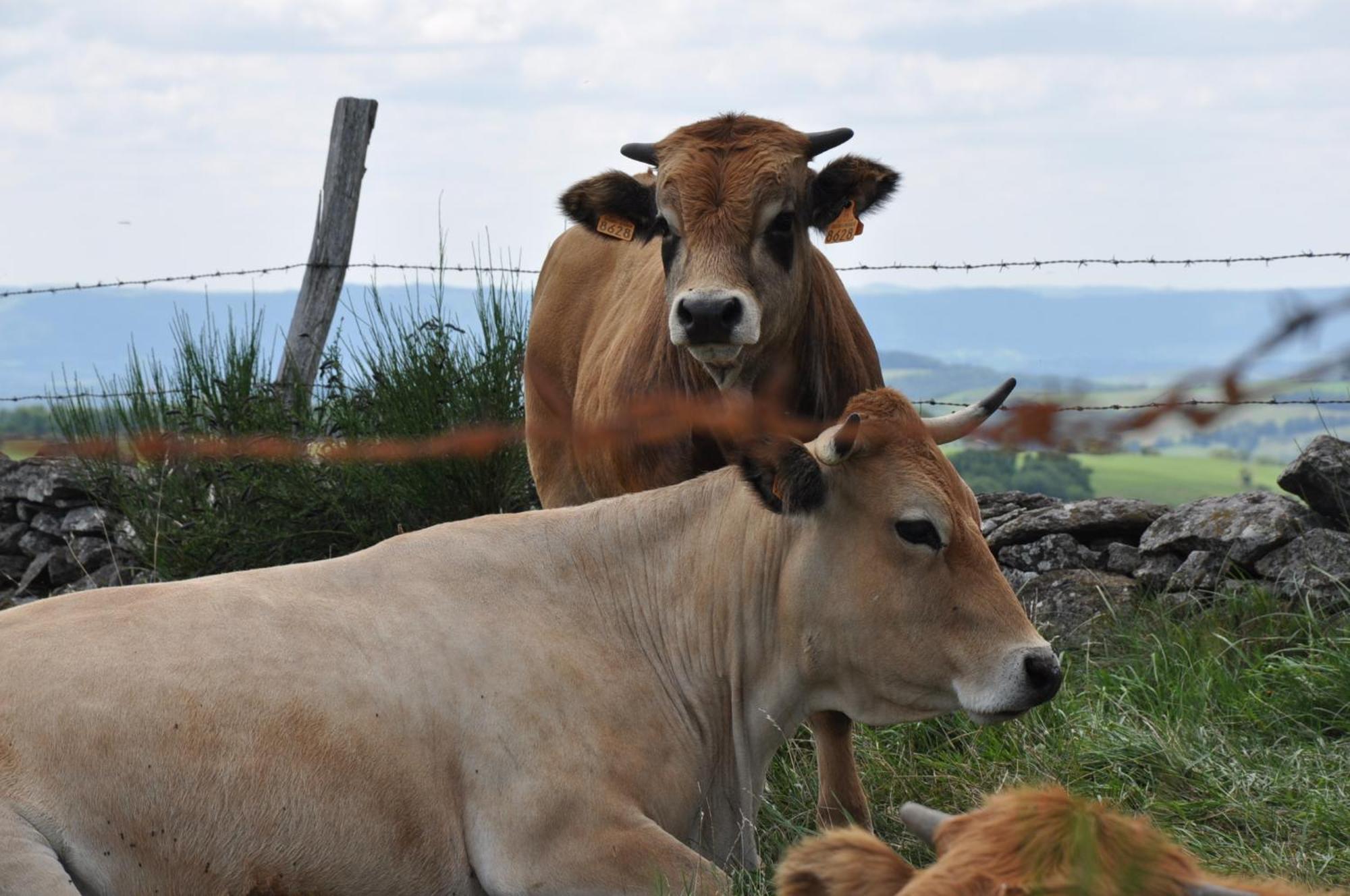 Chambres D'Hotes Le Lepadou-Bas Saint-Chély-dʼAubrac Kültér fotó